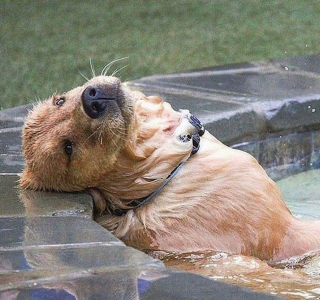 Illustration de l'article : 20 raisons qui font du Labrador Retriever un compagnon exceptionnel