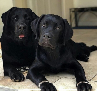 Illustration de l'article : 20 raisons qui font du Labrador Retriever un compagnon exceptionnel