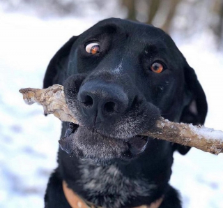 Illustration de l'article : 20 raisons qui font du Labrador Retriever un compagnon exceptionnel