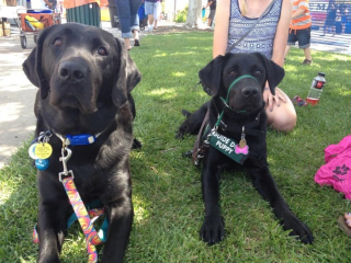 Illustration de l'article : 20 raisons qui font du Labrador Retriever un compagnon exceptionnel