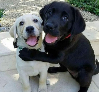 Illustration de l'article : 20 raisons qui font du Labrador Retriever un compagnon exceptionnel