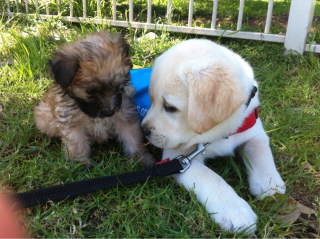 Illustration de l'article : 20 raisons qui font du Labrador Retriever un compagnon exceptionnel