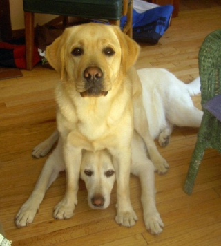 Illustration de l'article : 20 raisons qui font du Labrador Retriever un compagnon exceptionnel