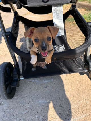 Illustration de l'article : Surprise de mauvais goût : dans ce carton abandonné en plein soleil, cette famille découvre 4 chiots livrés à eux-mêmes 