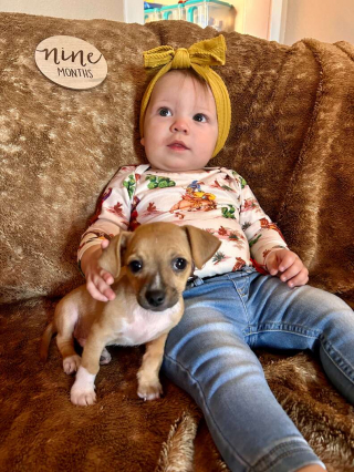 Illustration de l'article : Surprise de mauvais goût : dans ce carton abandonné en plein soleil, cette famille découvre 4 chiots livrés à eux-mêmes 