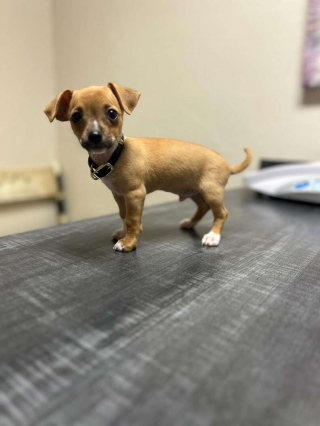 Illustration de l'article : Surprise de mauvais goût : dans ce carton abandonné en plein soleil, cette famille découvre 4 chiots livrés à eux-mêmes 