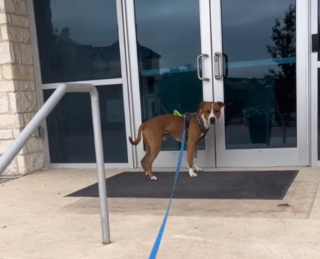 Illustration de l'article : La joie contagieuse d'Harvey, un pitbull qui attend impatiemment la visite quotidienne de son propriétaire à l’heure du déjeuner