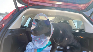 Illustration de l'article : Les automobilistes et les passants se mobilisent pour venir en aide à un chien renversé par une voiture 