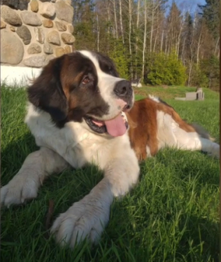 Illustration de l'article : Une chaîne de solidarité se forme afin d’aider à retrouver un Saint-Bernard disparu depuis plus de 2 jours (vidéo)