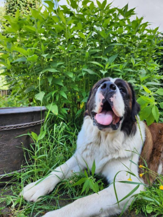 Illustration de l'article : Une chaîne de solidarité se forme afin d’aider à retrouver un Saint-Bernard disparu depuis plus de 2 jours (vidéo)