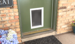 Illustration de l'article : Panda, le Berger Australien, a réagi en héros, en prévenant ses maîtres qu’un dangereux « visiteur » venait de s’introduire dans leur maison