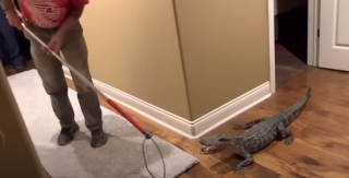 Illustration de l'article : Panda, le Berger Australien, a réagi en héros, en prévenant ses maîtres qu’un dangereux « visiteur » venait de s’introduire dans leur maison