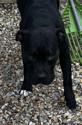 Illustration de l'article : Cette femme vient en aide à une malheureuse boule de poils, lâchement abandonnée devant sa maison