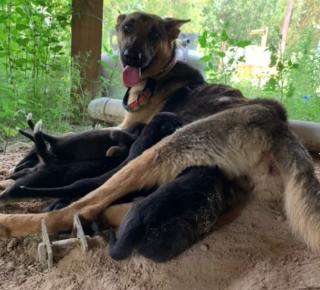 Illustration de l'article : Un simple geste pour une chienne errante se transforme en mission de secours pour toute une portée (vidéo)