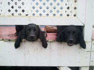 Illustration de l'article : 20 chiens sortant la tête par la clôture en quête d'amitié parmi les passants