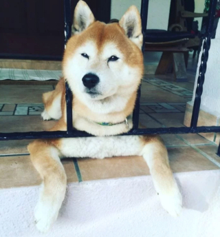 Illustration de l'article : 20 chiens sortant la tête par la clôture en quête d'amitié parmi les passants