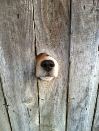 Illustration de l'article : 20 chiens sortant la tête par la clôture en quête d'amitié parmi les passants