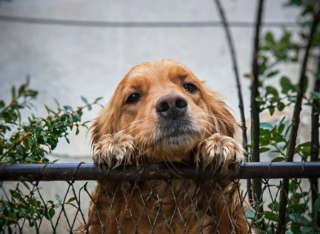 Illustration de l'article : 20 chiens sortant la tête par la clôture en quête d'amitié parmi les passants