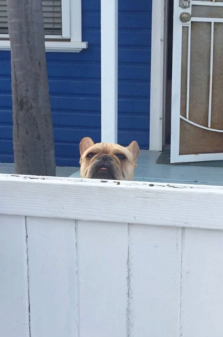 Illustration de l'article : 20 chiens sortant la tête par la clôture en quête d'amitié parmi les passants