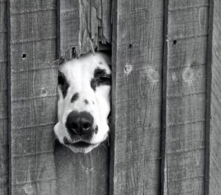 Illustration de l'article : 20 chiens sortant la tête par la clôture en quête d'amitié parmi les passants