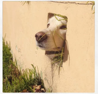 Illustration de l'article : 20 chiens sortant la tête par la clôture en quête d'amitié parmi les passants