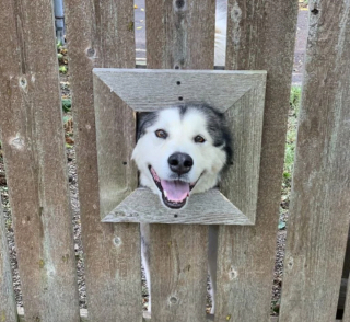 Illustration de l'article : 20 chiens sortant la tête par la clôture en quête d'amitié parmi les passants