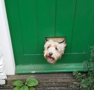 Illustration de l'article : 20 chiens sortant la tête par la clôture en quête d'amitié parmi les passants