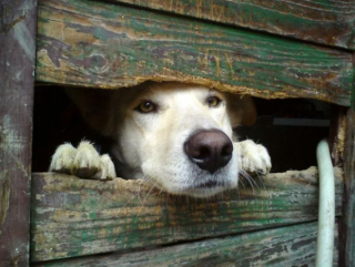 Illustration de l'article : 20 chiens sortant la tête par la clôture en quête d'amitié parmi les passants