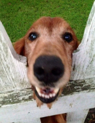 Illustration de l'article : 20 chiens sortant la tête par la clôture en quête d'amitié parmi les passants