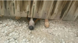 Illustration de l'article : 20 chiens sortant la tête par la clôture en quête d'amitié parmi les passants