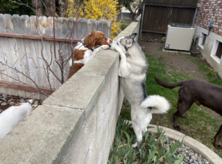 Illustration de l'article : 20 chiens sortant la tête par la clôture en quête d'amitié parmi les passants