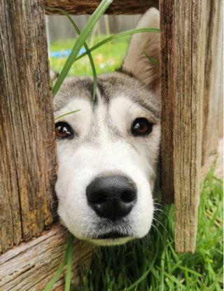 Illustration de l'article : 20 chiens sortant la tête par la clôture en quête d'amitié parmi les passants