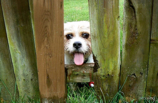 Illustration de l'article : 20 chiens sortant la tête par la clôture en quête d'amitié parmi les passants