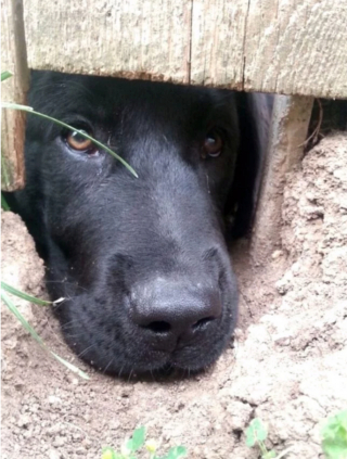 Illustration de l'article : 20 chiens sortant la tête par la clôture en quête d'amitié parmi les passants