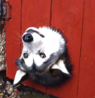 Illustration de l'article : 20 chiens sortant la tête par la clôture en quête d'amitié parmi les passants