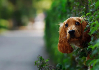 Illustration de l'article : 20 chiens sortant la tête par la clôture en quête d'amitié parmi les passants