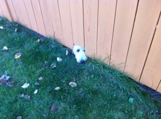 Illustration de l'article : 20 chiens sortant la tête par la clôture en quête d'amitié parmi les passants