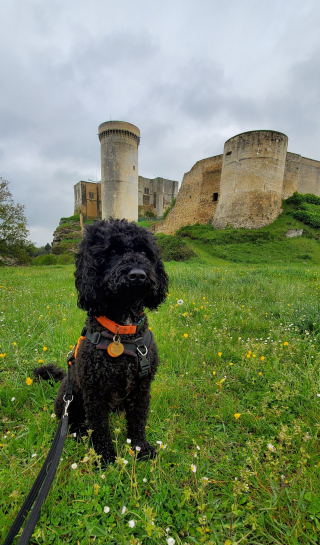Illustration de l'article : L’histoire inspirante de Jack, un petit Caniche sauvé d’un élevage illégal, qui croque maintenant la vie à pleines dents