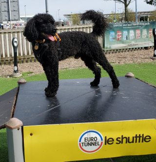 Illustration de l'article : L’histoire inspirante de Jack, un petit Caniche sauvé d’un élevage illégal, qui croque maintenant la vie à pleines dents