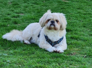 Illustration de l'article : L'histoire de Champ, un petit chien qui prend une formidable revanche sur la vie en recouvrant l’usage de ses pattes