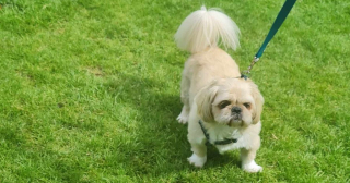 Illustration de l'article : L'histoire de Champ, un petit chien qui prend une formidable revanche sur la vie en recouvrant l’usage de ses pattes 