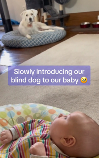 Illustration de l'article : Une chienne non-voyante découvre pour la première fois le bébé de ses maitres, après l’avoir entendu pendant 10 semaines (vidéo)