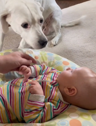 Illustration de l'article : Une chienne non-voyante découvre pour la première fois le bébé de ses maitres, après l’avoir entendu pendant 10 semaines (vidéo)