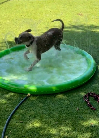 Illustration de l'article : Brock, le Pitbull qui a vécu des mois enfermé dans une cage, est le plus heureux lorsqu’il peut enfin s’amuser hors de son box (vidéo)