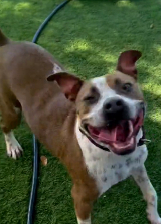 Illustration de l'article : Brock, le Pitbull qui a vécu des mois enfermé dans une cage, est le plus heureux lorsqu’il peut enfin s’amuser hors de son box (vidéo)