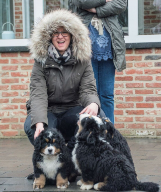 Illustration de l'article : 20 photos capturant l'impressionnante évolution d'un Bouvier Bernois en 4 ans