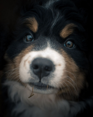 Illustration de l'article : 20 photos capturant l'impressionnante évolution d'un Bouvier Bernois en 4 ans