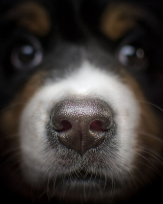 Illustration de l'article : 20 photos capturant l'impressionnante évolution d'un Bouvier Bernois en 4 ans