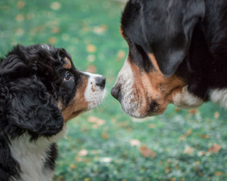 Illustration de l'article : 20 photos capturant l'impressionnante évolution d'un Bouvier Bernois en 4 ans