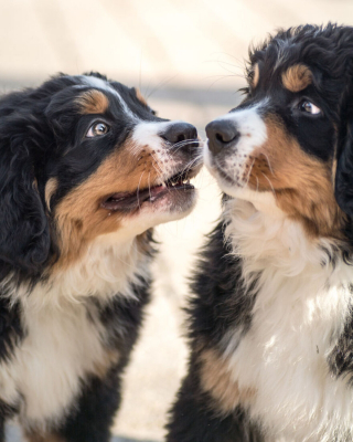 Illustration de l'article : 20 photos capturant l'impressionnante évolution d'un Bouvier Bernois en 4 ans